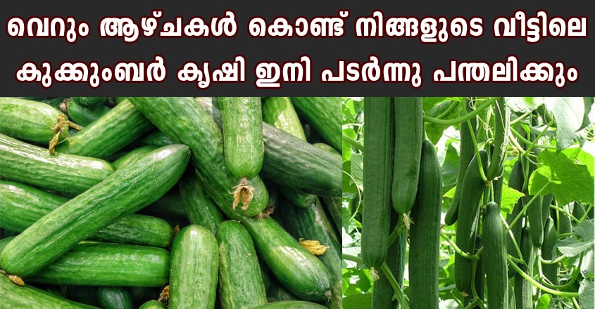 വെറും ആഴ്ചകൾ കൊണ്ട് നിങ്ങളുടെ വീട്ടിലെ കുക്കുംബർ കൃഷി ഇനി പടർന്നു പന്തലിക്കും