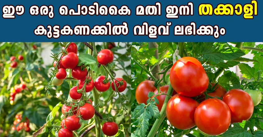 ഈ ഒരു പൊടി കൈ ചെയ്‌താൽ മതി ഇനി തക്കാളി കുട്ടകണക്കിൽ വിളവ് ലഭിക്കും.