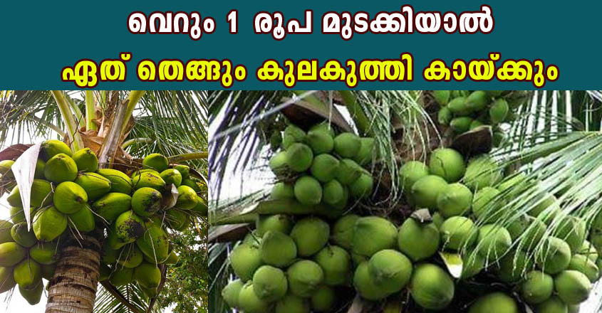 ഇത് ചെയ്‌താൽ…ഇനി തെങ്ങു ഭ്രാന്ത് പിടിച്ചതു പോലെ കായ്ക്കും.