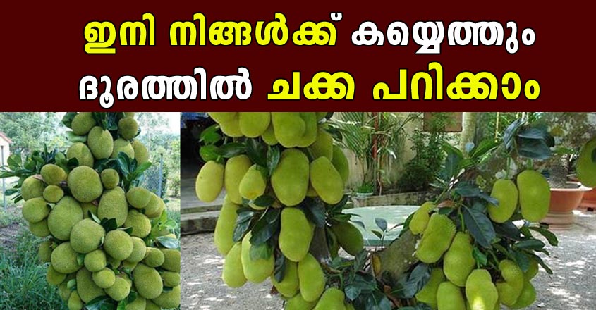 കൂട്ടികൾക്കു പോലും കയ്യെത്തും ദൂരത്തിൽ ചക്ക പറിക്കാം