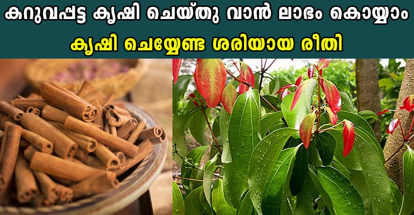 കറുവപ്പട്ട കൃഷി ചെയ്തു വാൻ ലാഭം കൊയ്യാം..