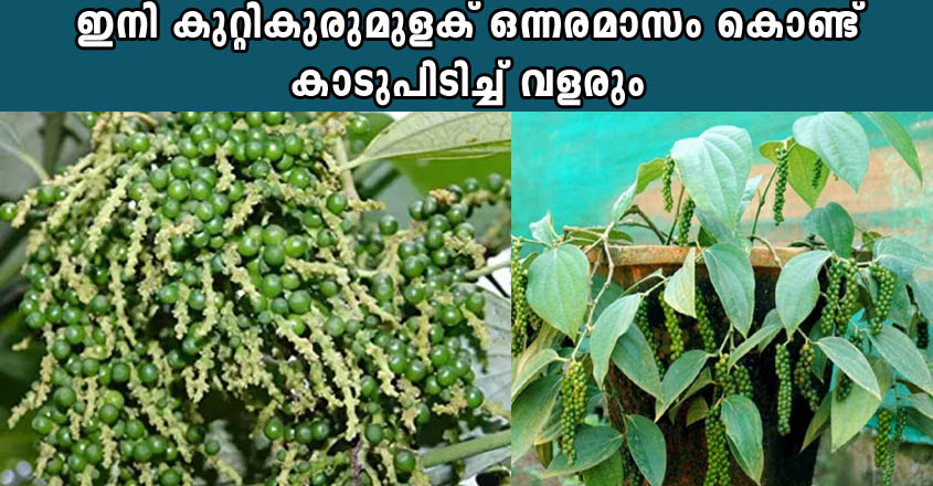 ഇനി കുറ്റികുരുമുളക് വെറും ഒന്നരമാസം കൊണ്ട് കാടുപിടിച്ച് വളരും