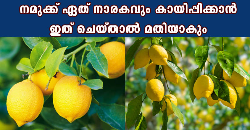 നമുക്ക് ഏത് നാരകവും കായിപ്പിക്കാൻ ഇത് ചെയ്‌താൽ മതിയാകും