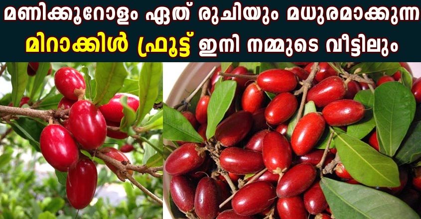 മണിക്കൂറോളം ഏത് രുചിയും മധുരമാക്കുന്ന ഈ മിറാക്കിൾ ഫ്രൂട്ട് ഇനി നമ്മുടെ വീട്ടിലും കൃഷി ചെയ്യാം