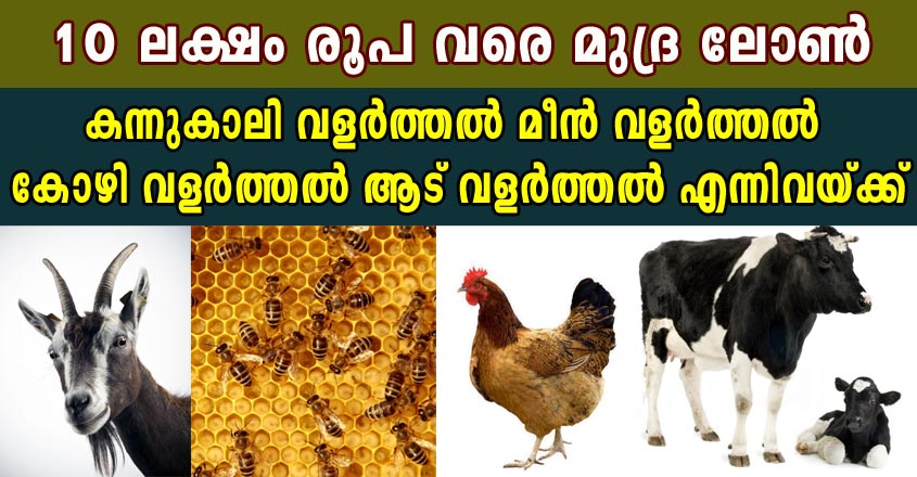 കന്നുകാലി വളർത്തൽ മീൻ വളർത്തൽ കോഴി വളർത്തൽ ആട് വളർത്തൽ എന്നിവയ്ക്ക് 10 ലക്ഷം രൂപ വരെ മുദ്ര ലോൺ