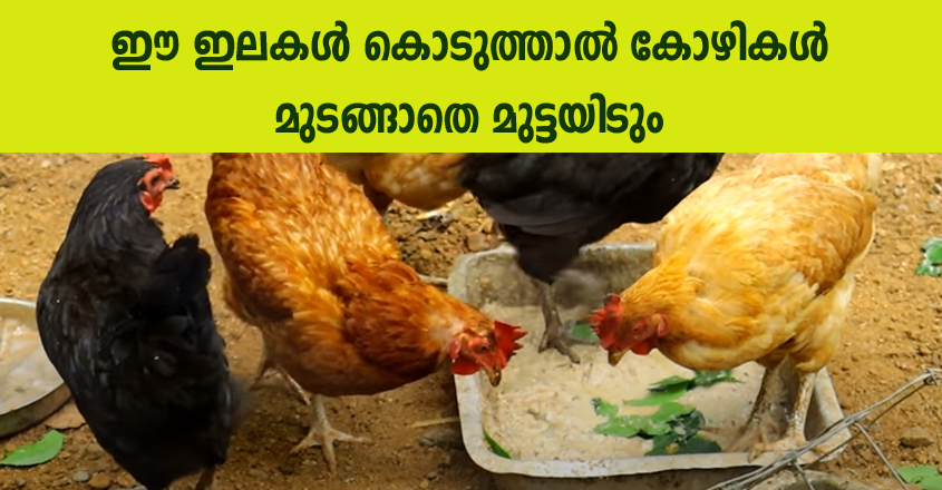 ഈ ഇലകൾ കൊടുത്താൽ കോഴികൾ മുടങ്ങാതെ മുട്ടയിടും
