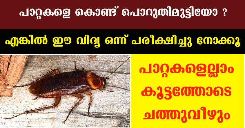 ഈ രണ്ട് സാധനങ്ങൾ വീട്ടിലുണ്ടോ ? എങ്കിൽ വീട്ടിലുള്ള പാറ്റകളെല്ലാം കൂട്ടത്തോടെ ചത്തുവീഴും