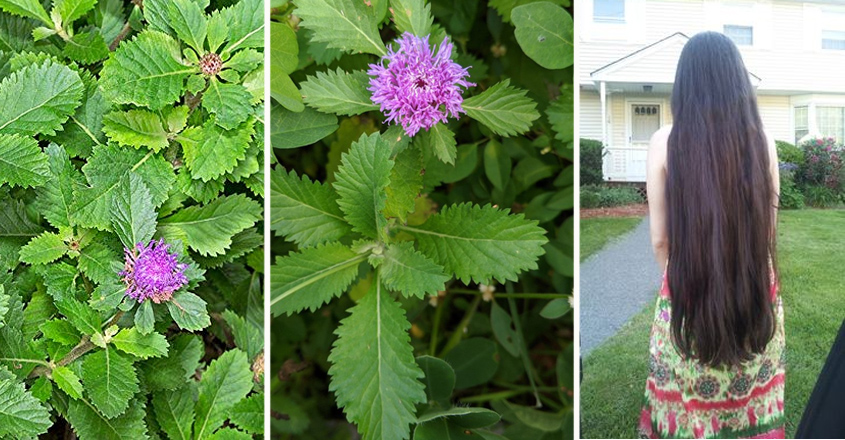 മുടി കൊഴിച്ചിലും അകാല നരയും നിങ്ങളുടെ ആത്മവിശ്വാസം കളയുന്നുണ്ടോ ? എങ്കിൽ ഈ ചെടി നിങ്ങൾക്ക് ഉപകാരപ്പെടാതിരിക്കില്ല
