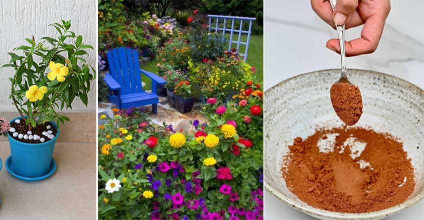 ഒരു ചെടി പോലും ഇനി പൂക്കാതിരിക്കില്ല, കാപ്പിപ്പൊടി കൊണ്ടുള്ള ഈ മിശ്രിതം തളിച്ചാൽ