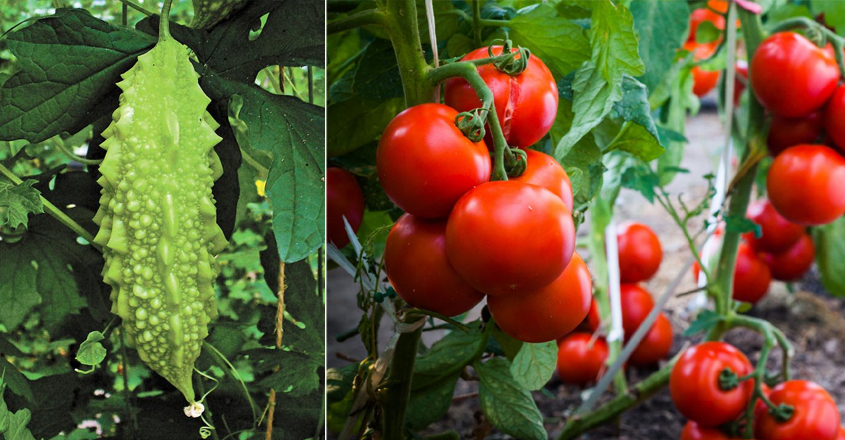 ഒരു ഇരുമ്പ് കഷ്ണം മാത്രം മതി, പച്ചക്കറികളെല്ലാം നൂറിരട്ടി വിളവ് തരും